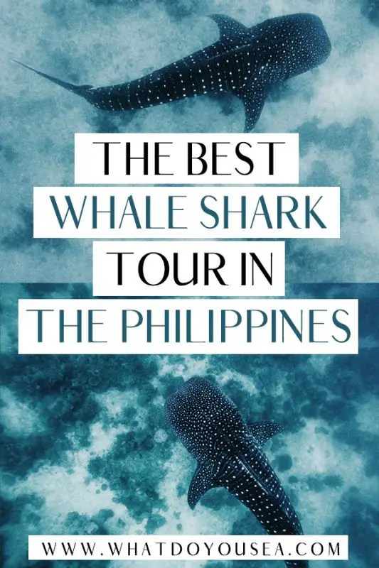 Is it possible to swim with whale sharks ethically in the Philippines? Absolutely. By avoiding Oslob and Donsol, I found an absolute gem of a tour nestled in the eastern islands. THIS is the best place to see whale sharks ethically in the Philippines and here is why you should avoid Oslob and Donsol. #philippines #whalesharks #philippinestravel
