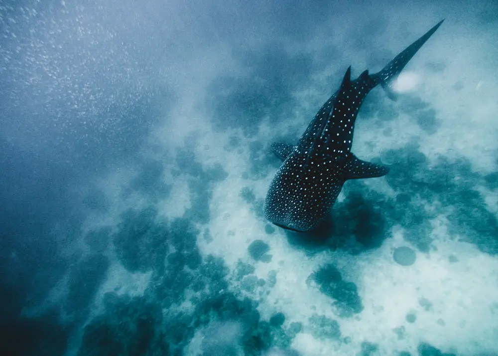 whale shark tourism philippines