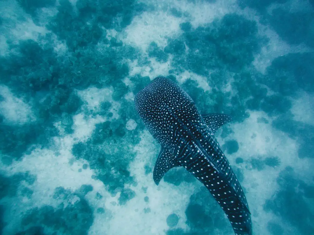 Is it possible to swim with whale sharks ethically in the Philippines? Absolutely. By avoiding Oslob and Donsol, I found an absolute gem of a tour nestled in the eastern islands. THIS is the best place to see whale sharks ethically in the Philippines and here is why you should avoid Oslob and Donsol. #philippines #whalesharks #philippinestravel
