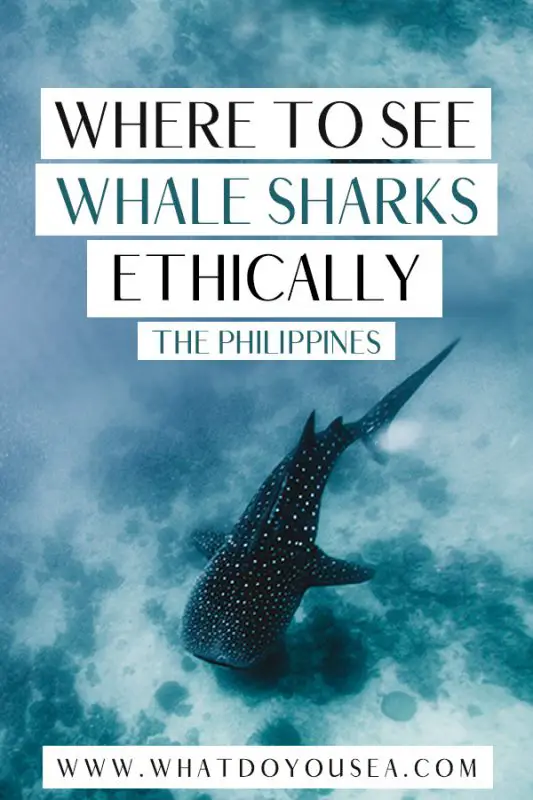 Is it possible to swim with whale sharks ethically in the Philippines? Absolutely. By avoiding Oslob and Donsol, I found an absolute gem of a tour nestled in the eastern islands. THIS is the best place to see whale sharks ethically in the Philippines and here is why you should avoid Oslob and Donsol. #philippines #whalesharks #philippinestravel