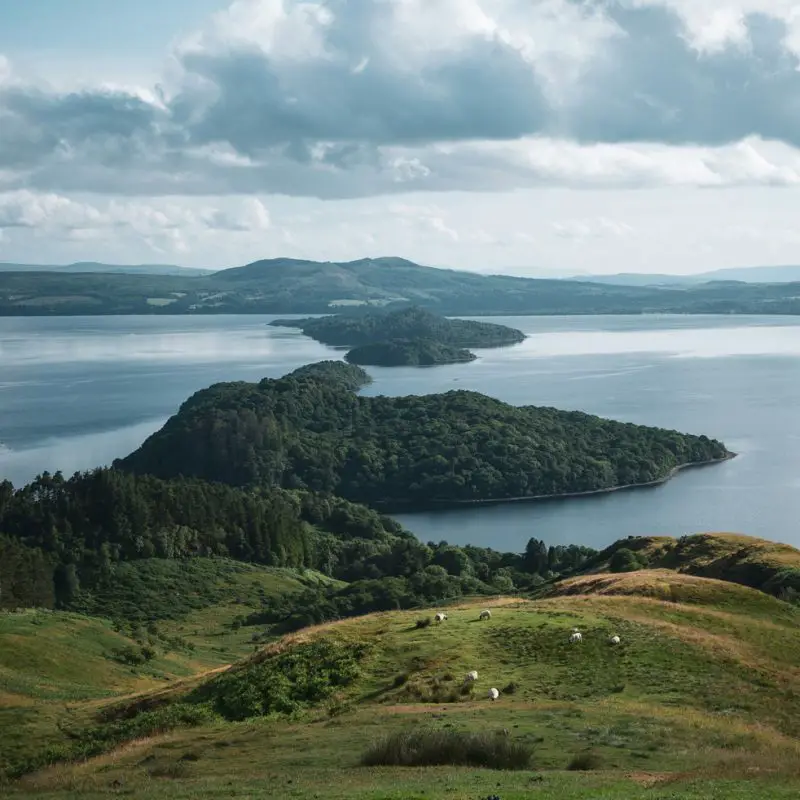 Scenic view of forested islands on Loch Lomond with rolling hills and grazing sheep, perfect for nature-filled day trips from Edinburgh.