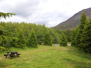 A flat patch of grass surrounded by dense green pines trees at Holar Campground, one of the best campsites in Iceland.