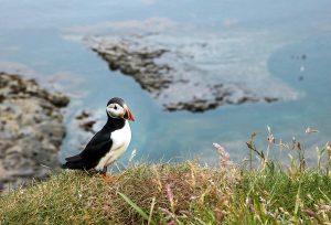 An Atlantic puffin standing on a grassy cliff edge overlooking the sea in Scotland, a popular sight for visitors exploring the country’s coastal wildlife.