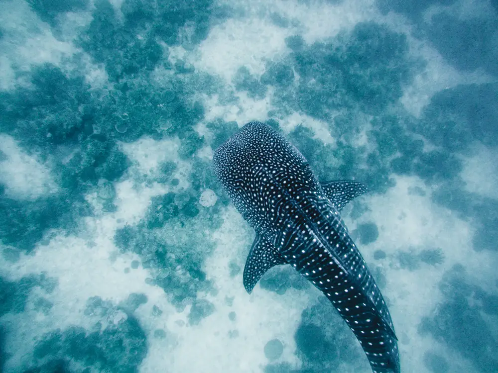 A overhead shot of a whale shark swimming above a coral reef in Southern Leyte Philippines.