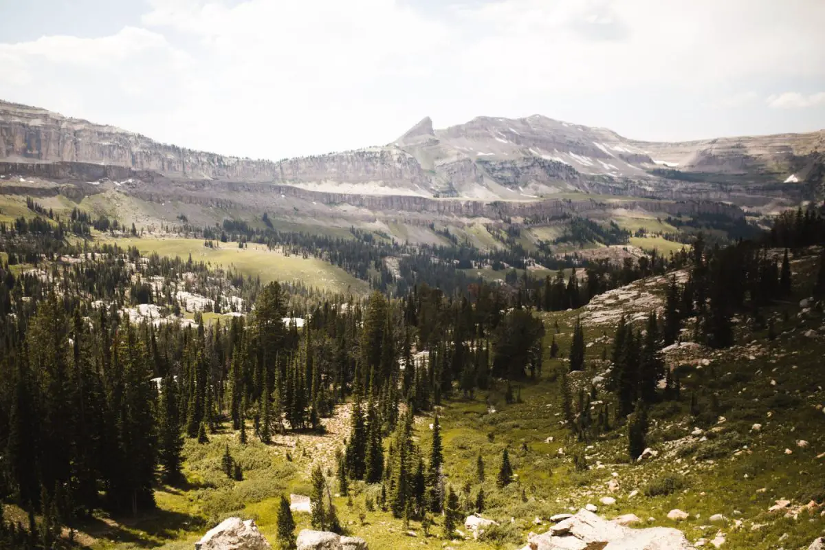 view over forest basin in wyoming