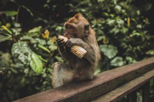 Ubud bali, ubud itinerary, 3 days in ubud, 3 day ubud itinerary, things to do in ubud, what to see in ubud, ubud bali holiday, how many days in ubud, things to do in ubud at night, what to do in bali ubud, ubud bali holiday, CAMPUHAN RIDGE WALK, SACRED MONKEY FOREST, UBUD ART MARKET, UBUD PALACE, SARASWATI TEMPLE, SCENIC RICE TERRACE WALK, MOUNT BATUR, AUTHENTIC BALINESE COOKING CLASS, TEGALALANG RICE TERRACES, LEKE LEKE WATERFALL, AIR TEJUN NUNGNUNG, NUNGNUNG WATERFALL, PURA TIRTA EMPUL, TIBUMANA WATERFALL, KANTO LAMPO WATERFALL, ubud itinerary 3 days, ubud bali hostels, where to stay in ubud, 