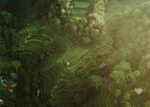 Ubud bali, ubud itinerary, 3 days in ubud, 3 day ubud itinerary, things to do in ubud, what to see in ubud, ubud bali holiday, how many days in ubud, things to do in ubud at night, what to do in bali ubud, ubud bali holiday, CAMPUHAN RIDGE WALK, SACRED MONKEY FOREST, UBUD ART MARKET, UBUD PALACE, SARASWATI TEMPLE, SCENIC RICE TERRACE WALK, MOUNT BATUR, AUTHENTIC BALINESE COOKING CLASS, TEGALALANG RICE TERRACES, LEKE LEKE WATERFALL, AIR TEJUN NUNGNUNG, NUNGNUNG WATERFALL, PURA TIRTA EMPUL, TIBUMANA WATERFALL, KANTO LAMPO WATERFALL, ubud itinerary 3 days, ubud bali hostels, where to stay in ubud, 