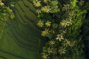 Ubud bali, ubud itinerary, 3 days in ubud, 3 day ubud itinerary, things to do in ubud, what to see in ubud, ubud bali holiday, how many days in ubud, things to do in ubud at night, what to do in bali ubud, ubud bali holiday, CAMPUHAN RIDGE WALK, SACRED MONKEY FOREST, UBUD ART MARKET, UBUD PALACE, SARASWATI TEMPLE, SCENIC RICE TERRACE WALK, MOUNT BATUR, AUTHENTIC BALINESE COOKING CLASS, TEGALALANG RICE TERRACES, LEKE LEKE WATERFALL, AIR TEJUN NUNGNUNG, NUNGNUNG WATERFALL, PURA TIRTA EMPUL, TIBUMANA WATERFALL, KANTO LAMPO WATERFALL, ubud itinerary 3 days, ubud bali hostels, where to stay in ubud, 