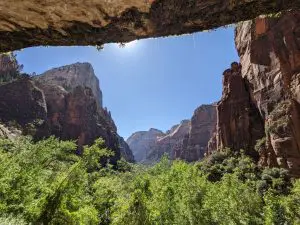The roof of an alcove looks out on Navajo sandstone canyon walls and dense trees in the foreground.