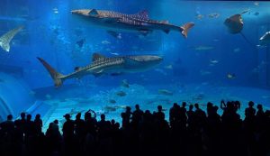 A massive aquarium tank filled with fish, whale sharks, and manta rays is the backdrop of a crowds silhouette at the Churami Aquarium in Okinawa.
