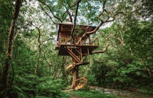 A wooden treehouse built in the heart of a verdant rainforest.