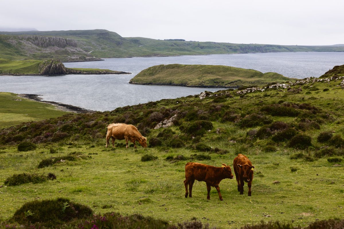Tan cow and two brown calves grazing on a hillside above a grey sea loch.